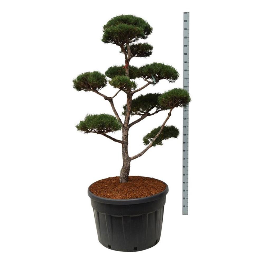 Pinus sylvestris.