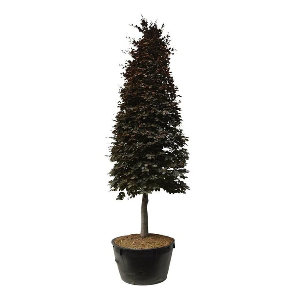 Fagus syl. 'Atropunicea'.
