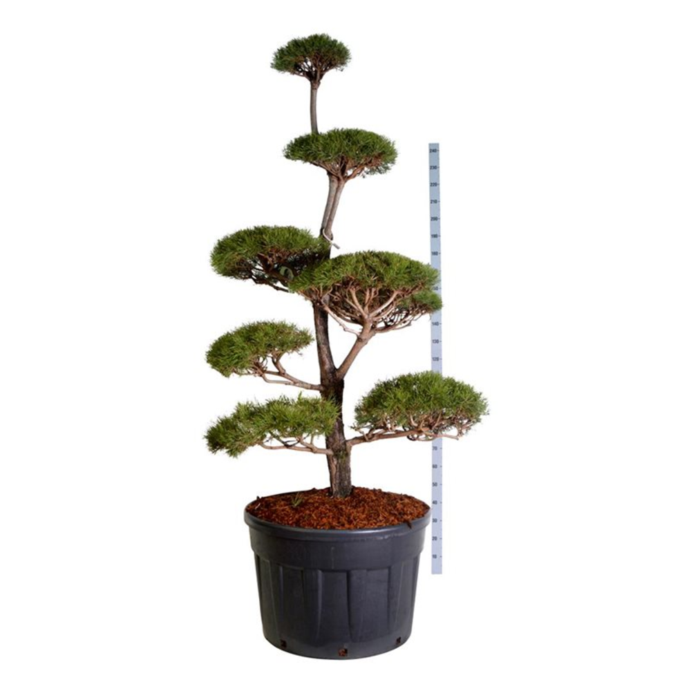 Pinus sylvestris.