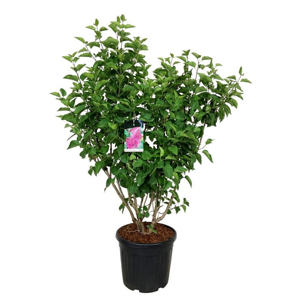 Syringa v. 'And. an Ludwig Späth'.