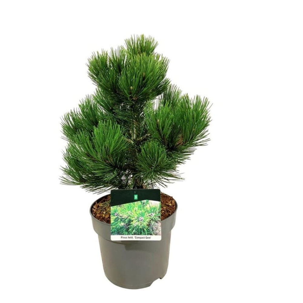 Pinus held. 'Compact Gem'.