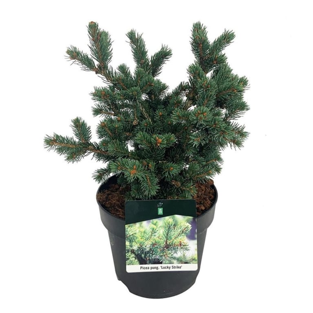 Picea pung. 'Lucky Strike'.