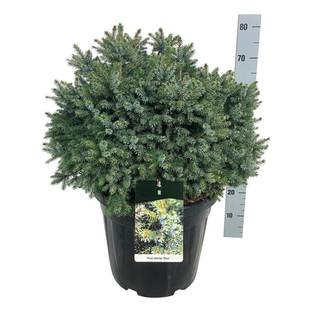 Picea omorika 'Nana'.