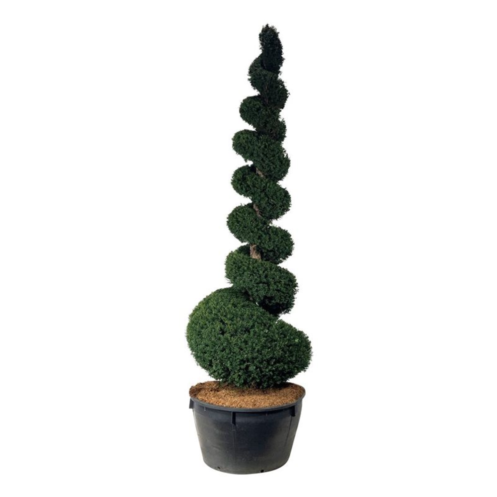 Taxus baccata.