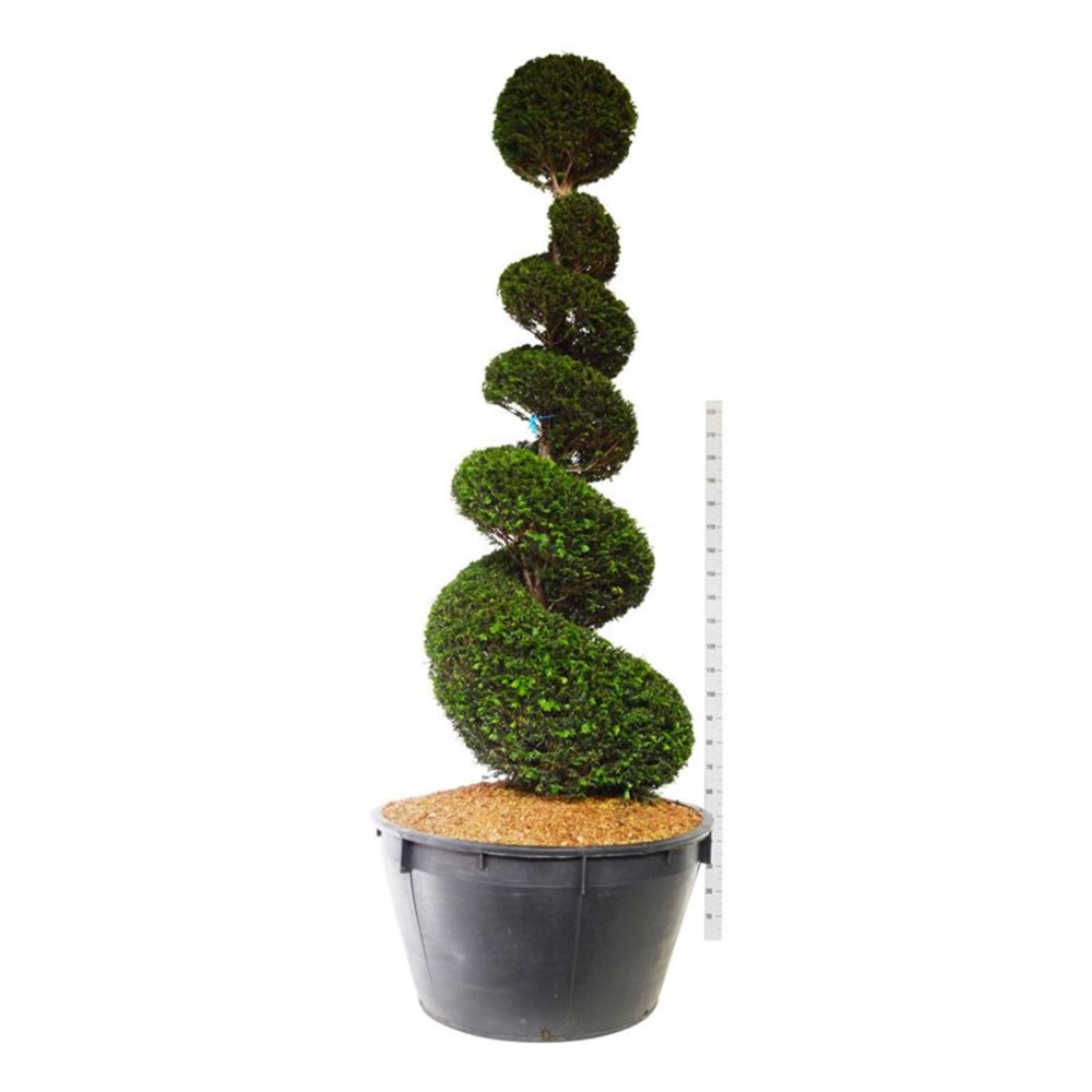 Taxus baccata.