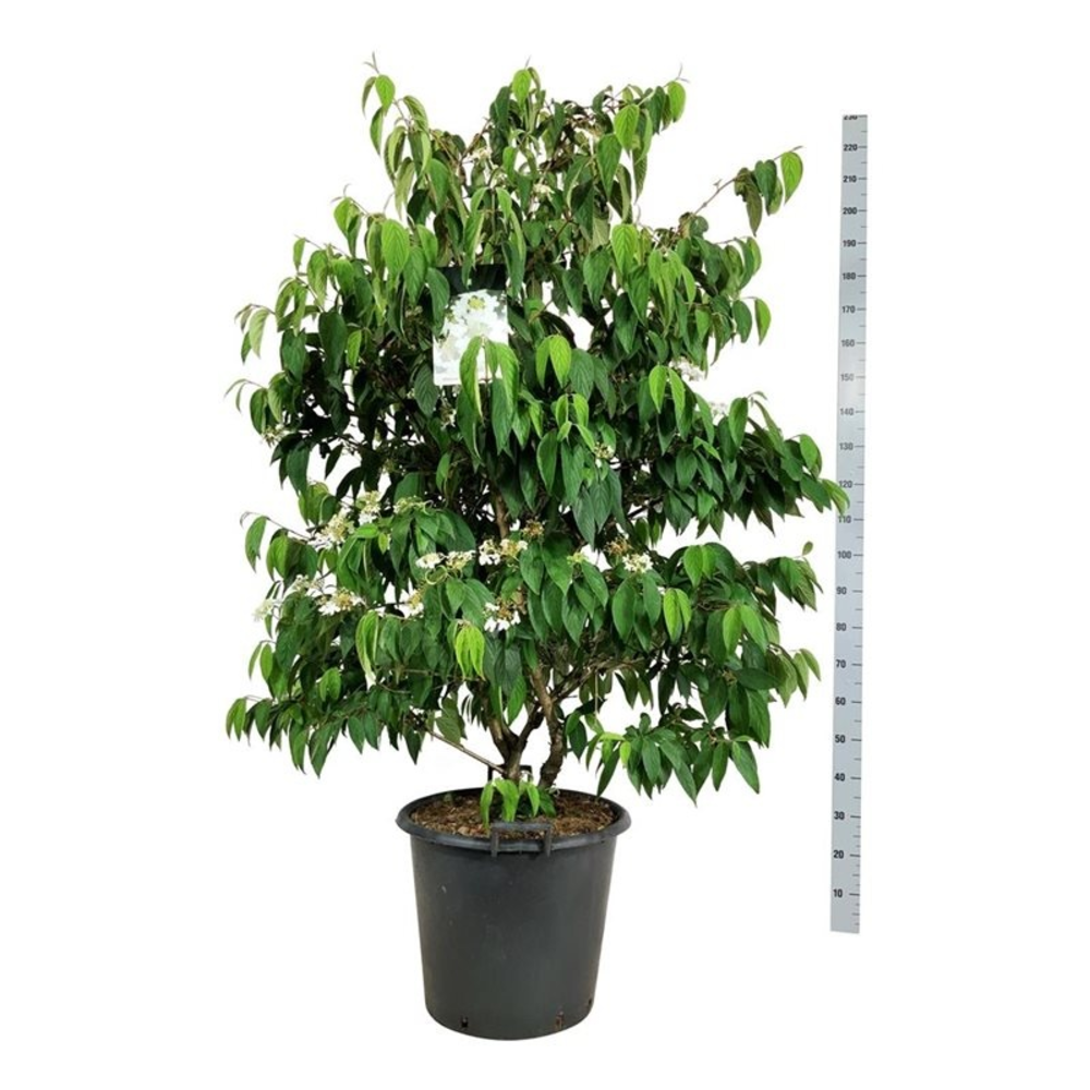 Viburnum plic. 'Kilimandjaro' (pbr).