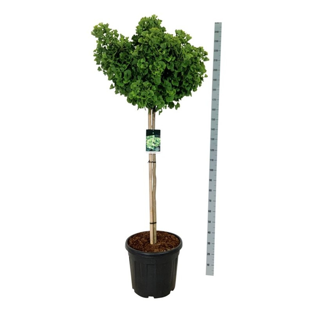 Ginkgo biloba 'Mariken'.