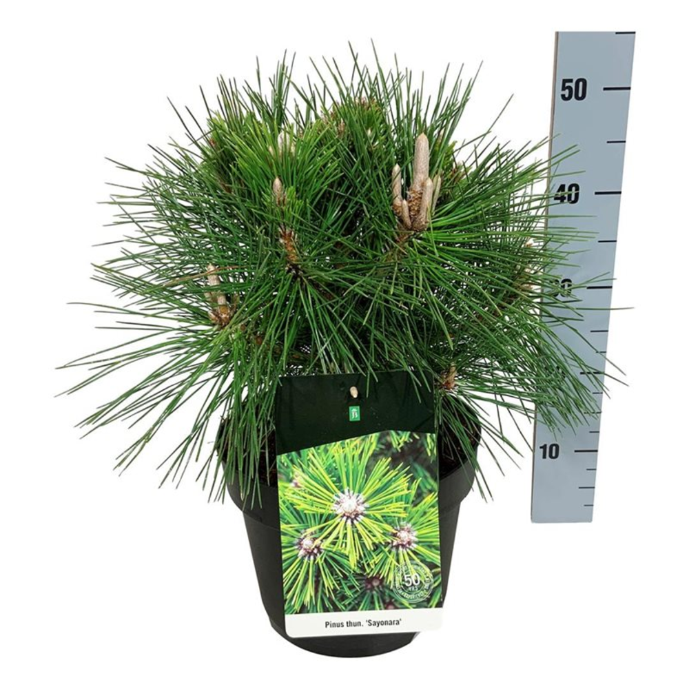 Pinus thunbergii 'Sayonara'.
