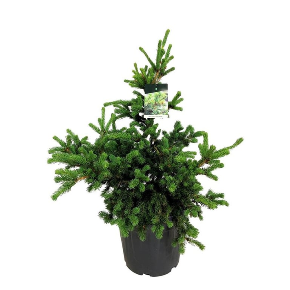 Picea pung. 'Lucky Strike'.
