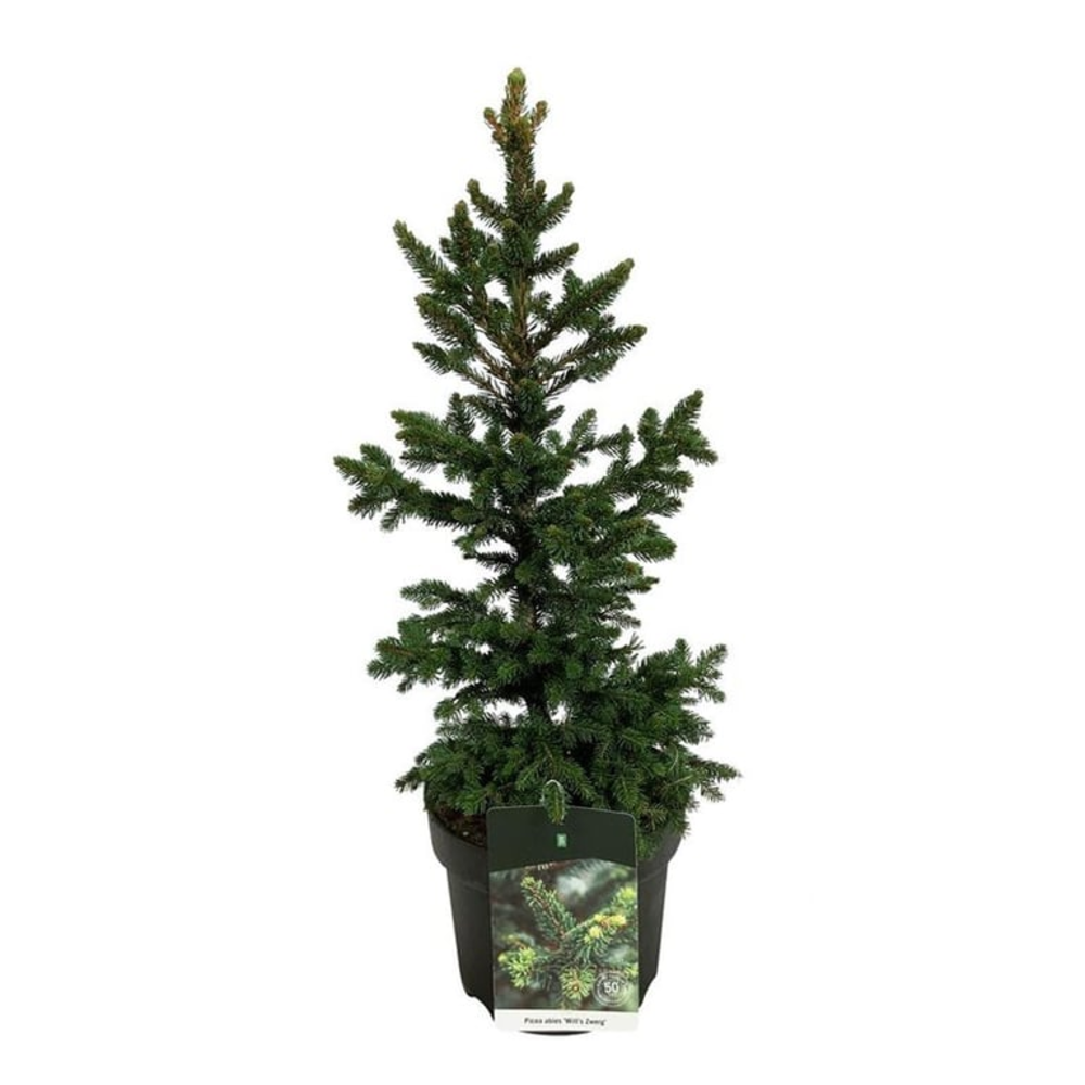 Picea abies 'Will's Zwerg'.