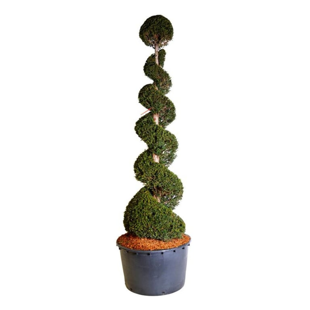 Taxus baccata.