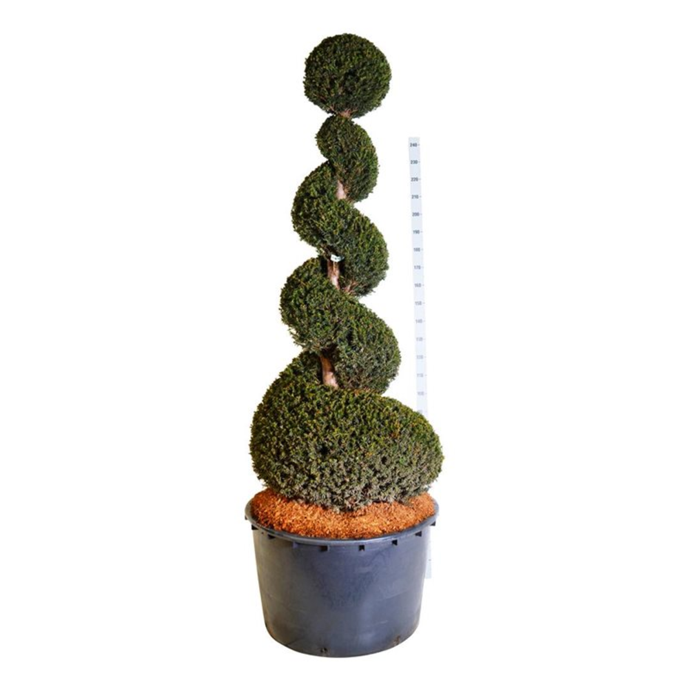 Taxus baccata.