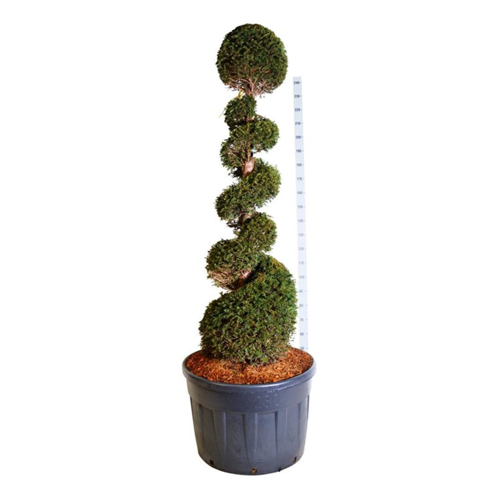 Taxus baccata.