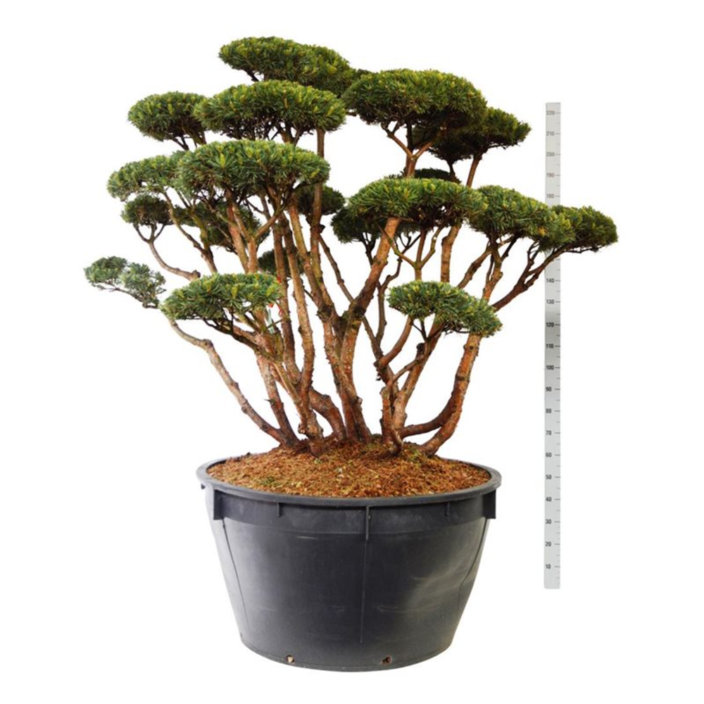 Pinus sylv. 'Watereri'.