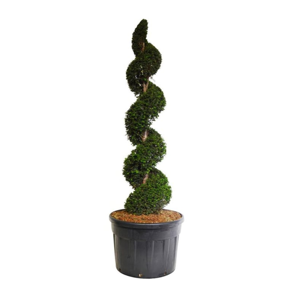 Taxus baccata.