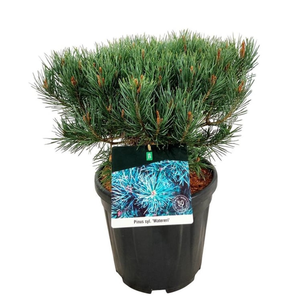 Pinus sylv. 'Watereri'.