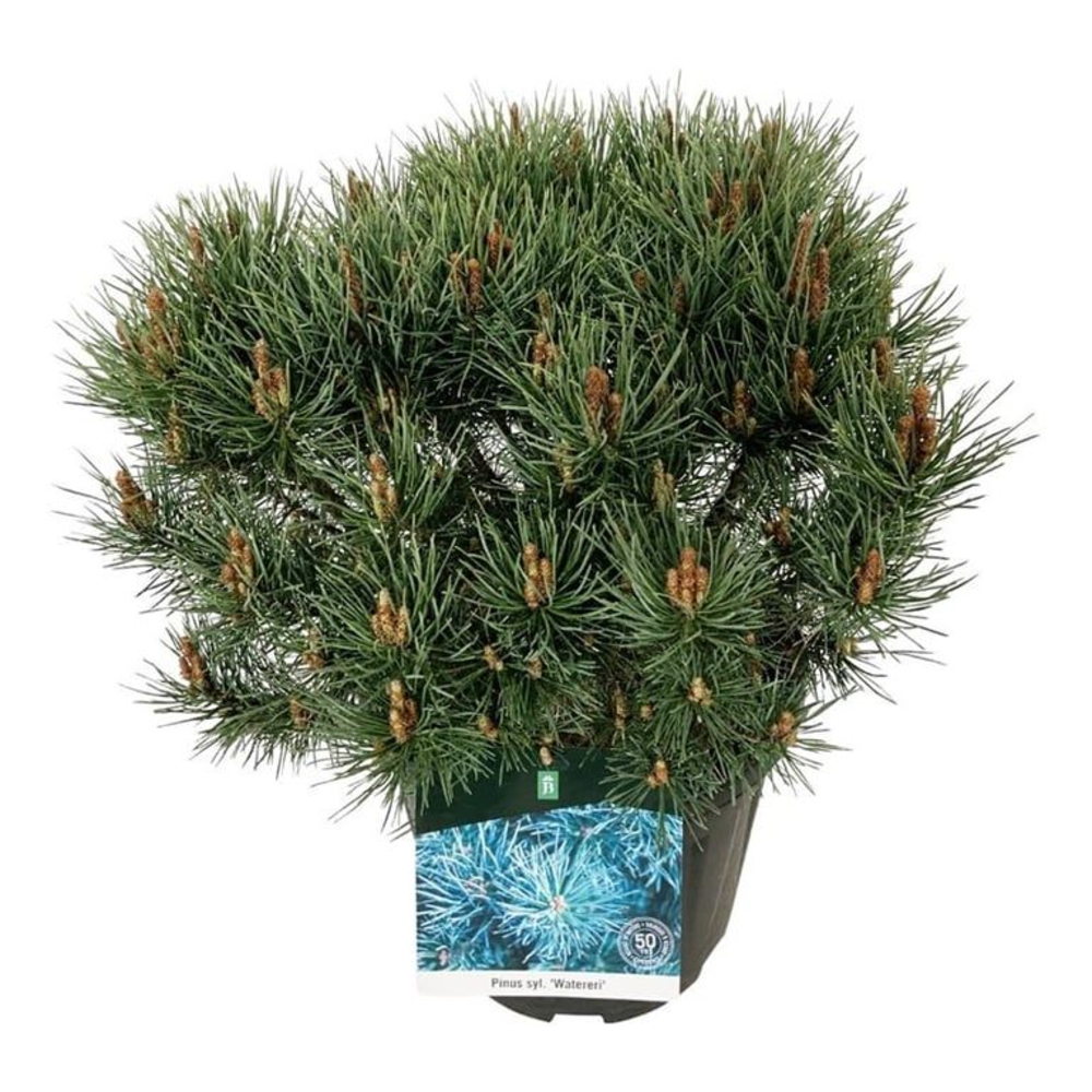 Pinus sylv. 'Watereri'.
