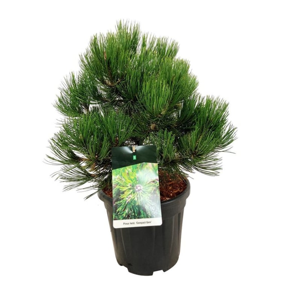 Pinus held. 'Compact Gem'.