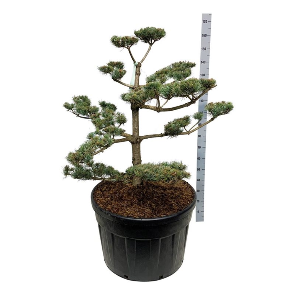 Pinus parv. 'Negishi'.