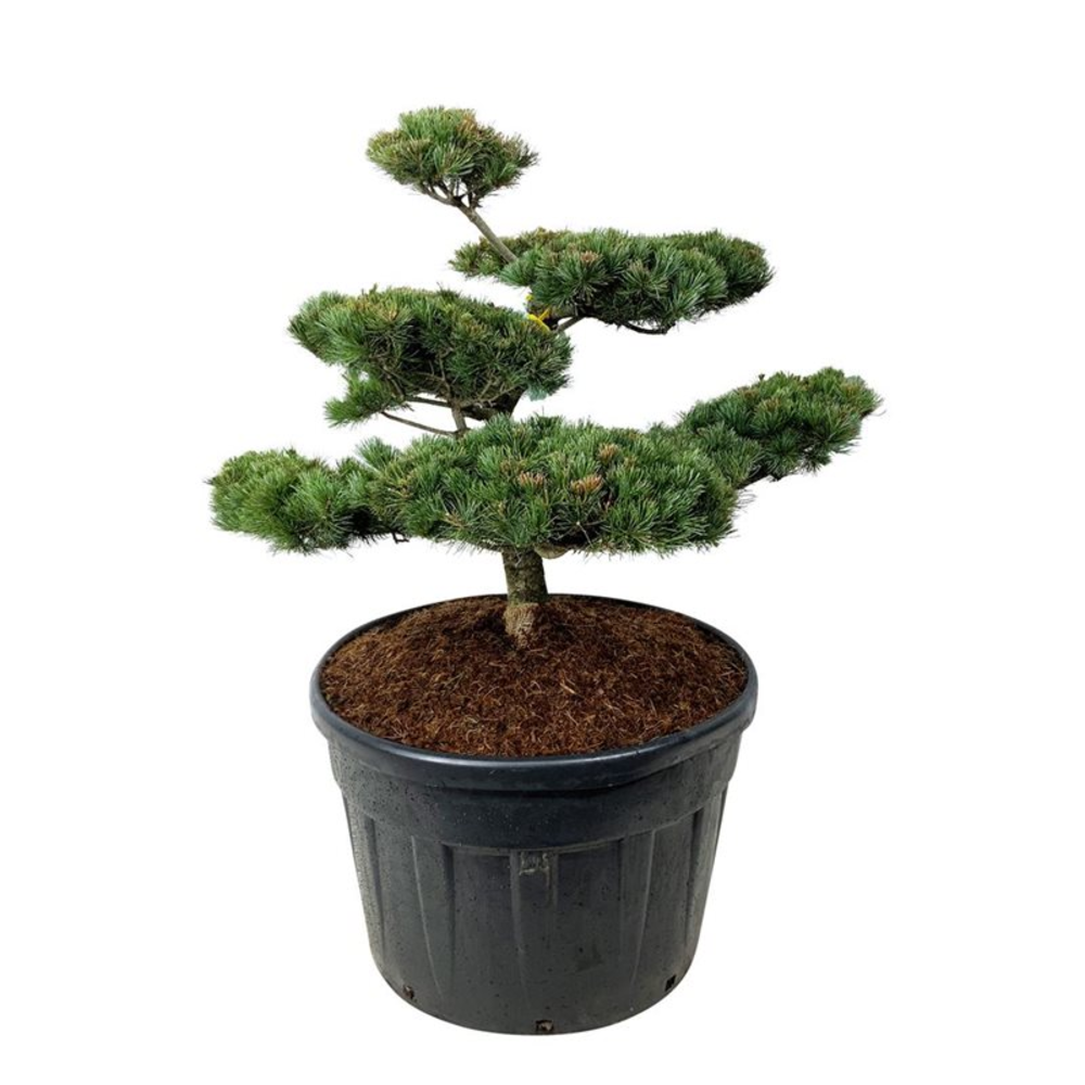 Pinus parv. 'Negishi'.