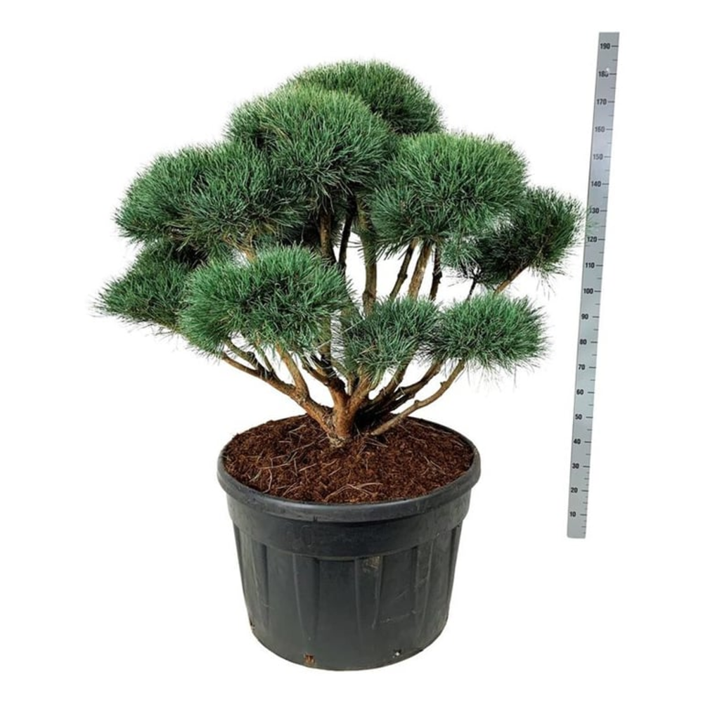 Pinus sylv. 'Watereri'.