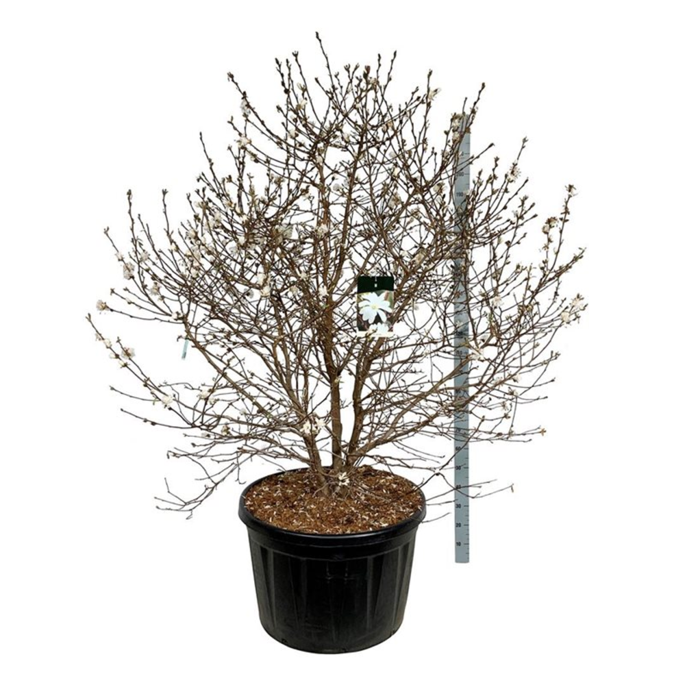 Magnolia stellata.