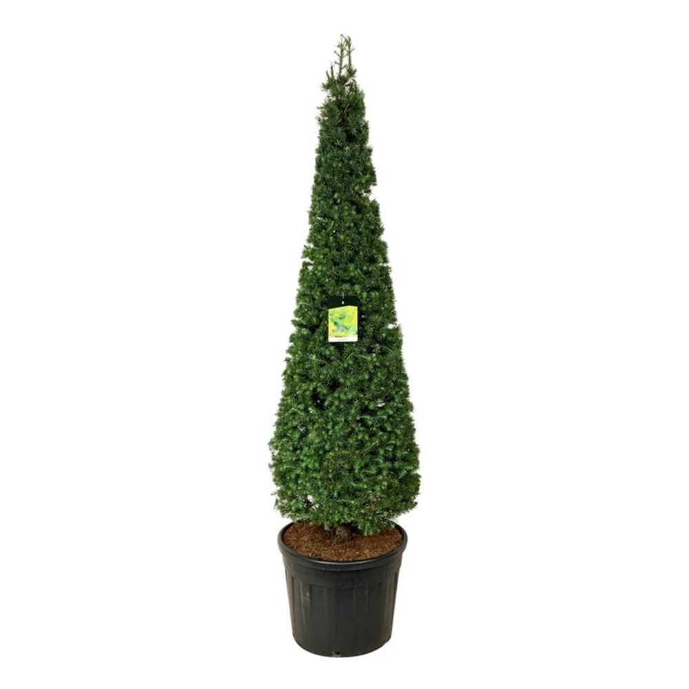 Larix kaempferi.