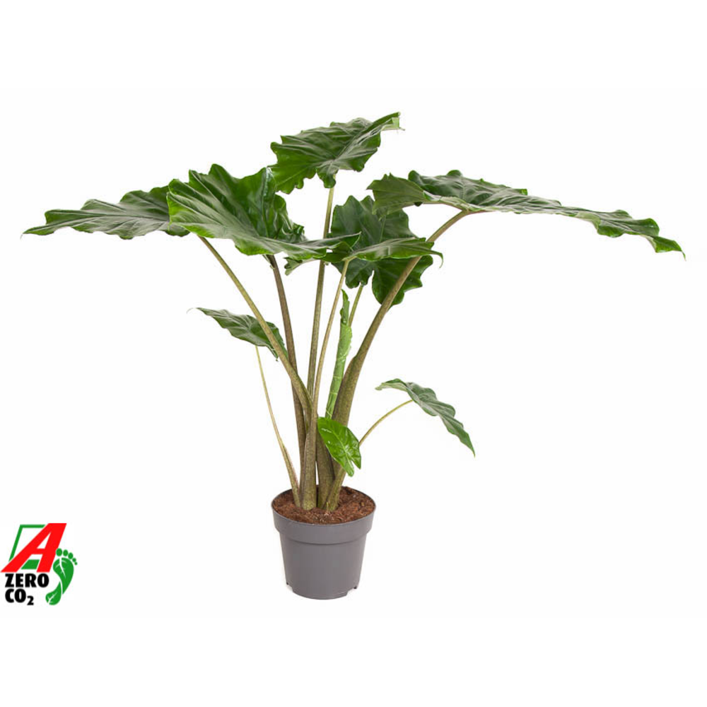 Alocasia Portodora (NO GAP).