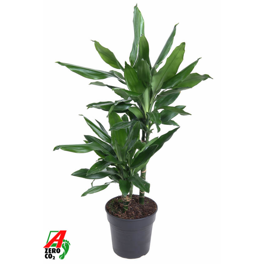 Dracaena Janet Lind 30-10.