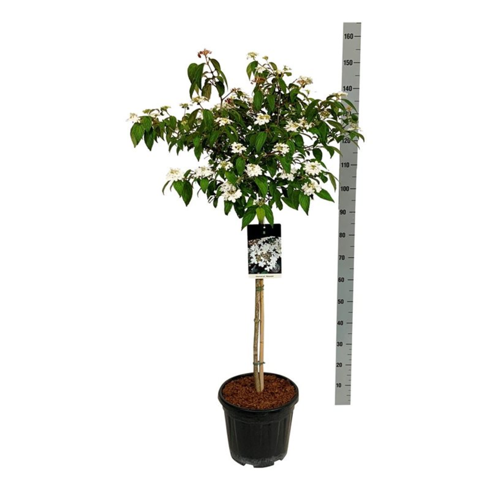Viburnum plic. 'Watanabe'.