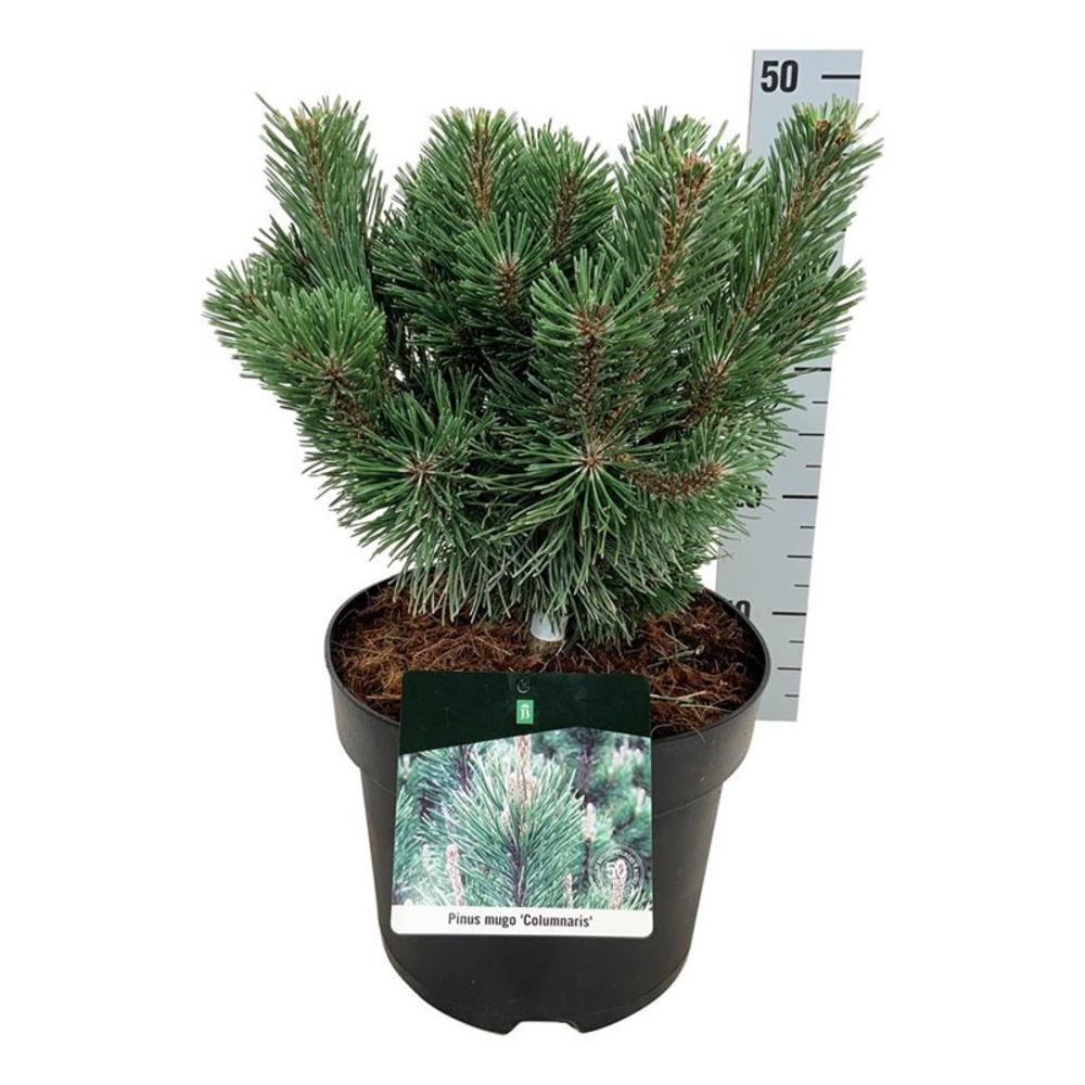 Pinus mugo 'Columnaris'.
