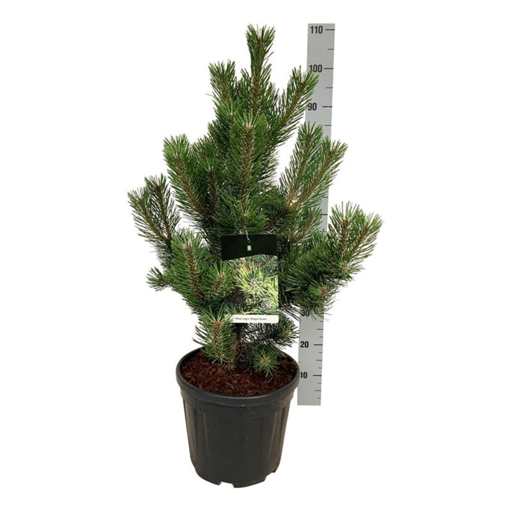 Pinus nigra 'Oregon Green'.