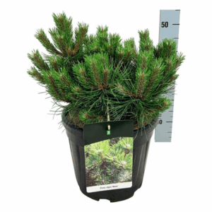 Pinus nigra 'Nana'.