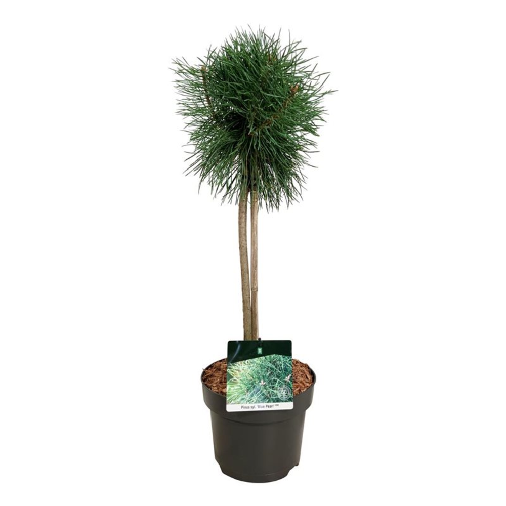 Pinus sylv. 'Blue Pearl' ®.
