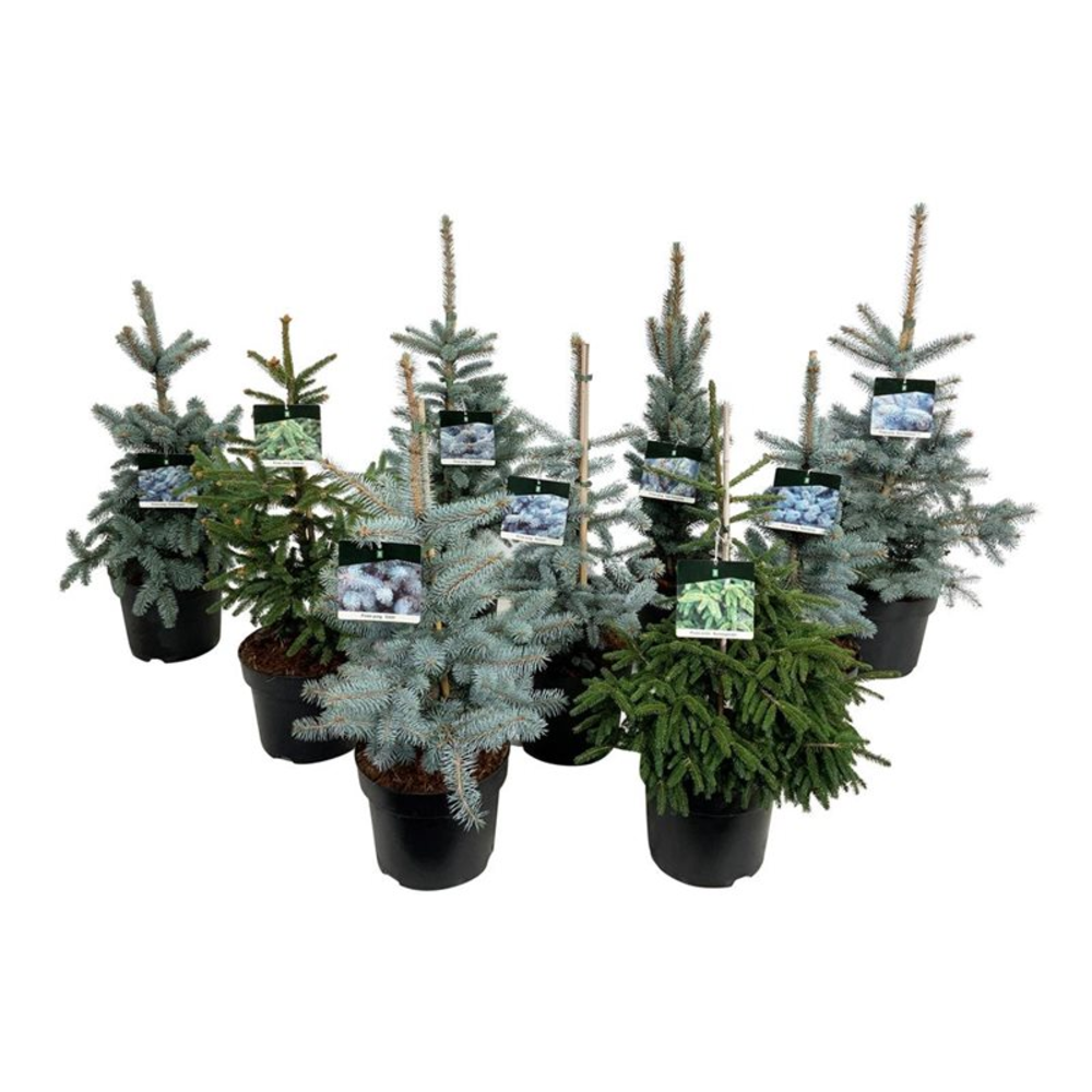 Mixlaag Picea groen- en blauwnaaldig.