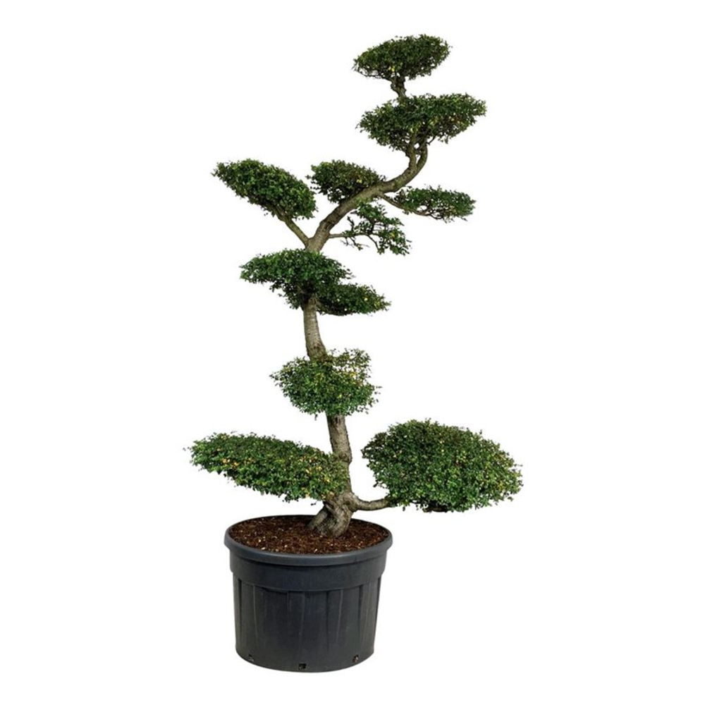 Nothofagus antarctica.