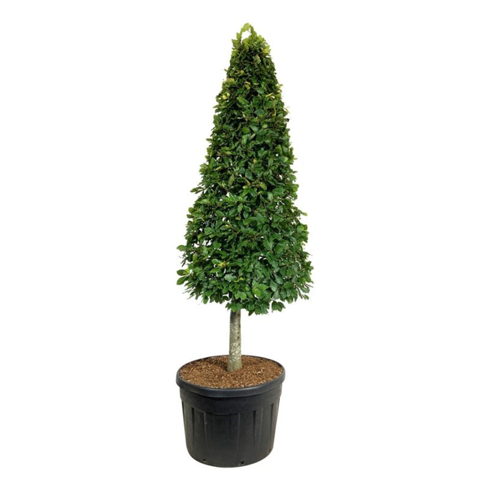 Fagus sylvatica.