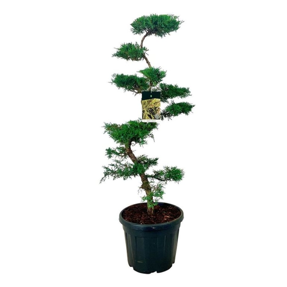 Juniperus pfitzeriana.