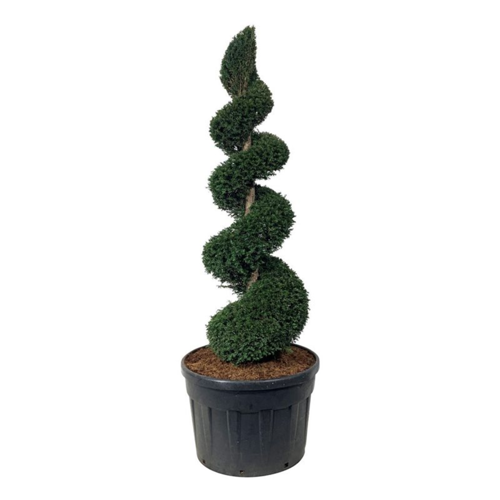 Taxus baccata.