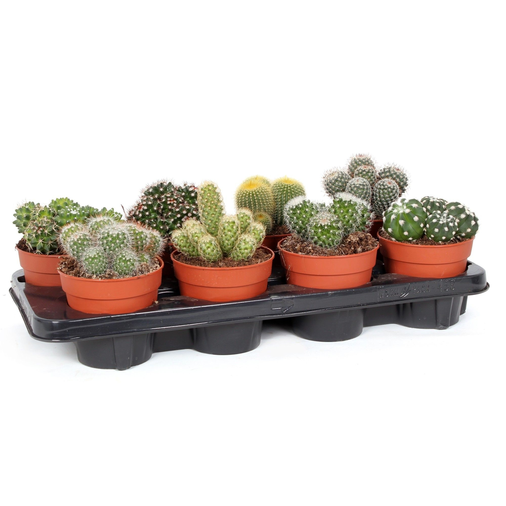 Cactus bollen mix 12 cm.