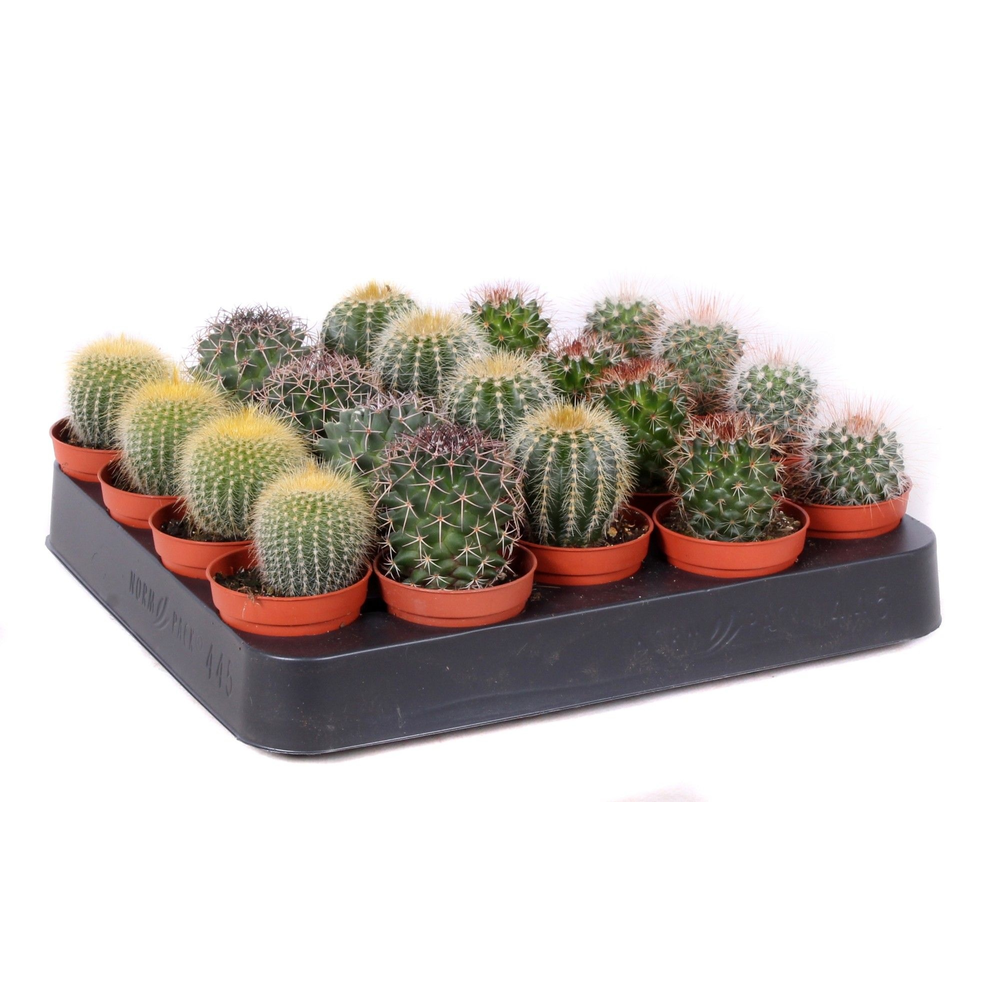 Cactus bollen mix 5,5 cm.
