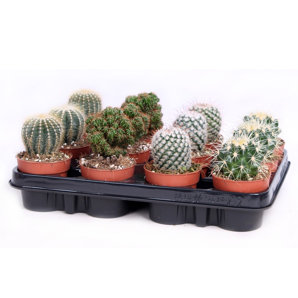 Cactus bollen mix 8,5 cm.