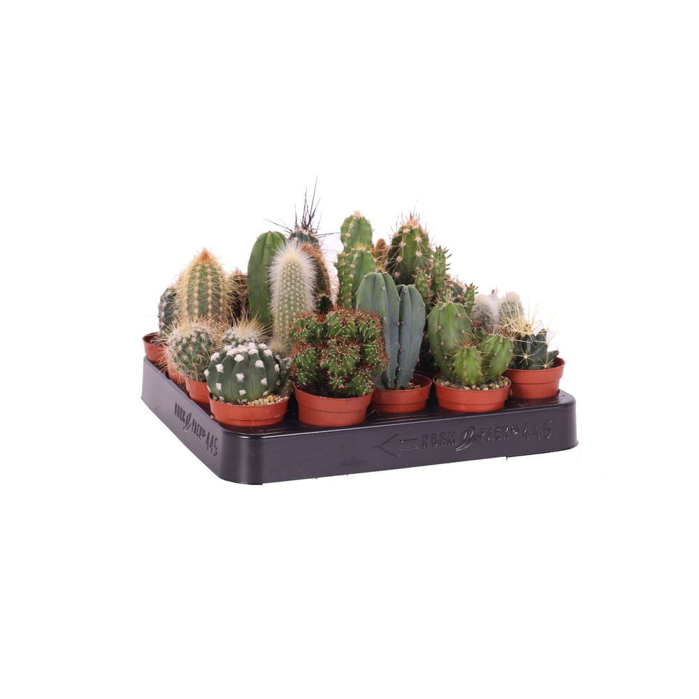 Cactus mix 5,5 cm.