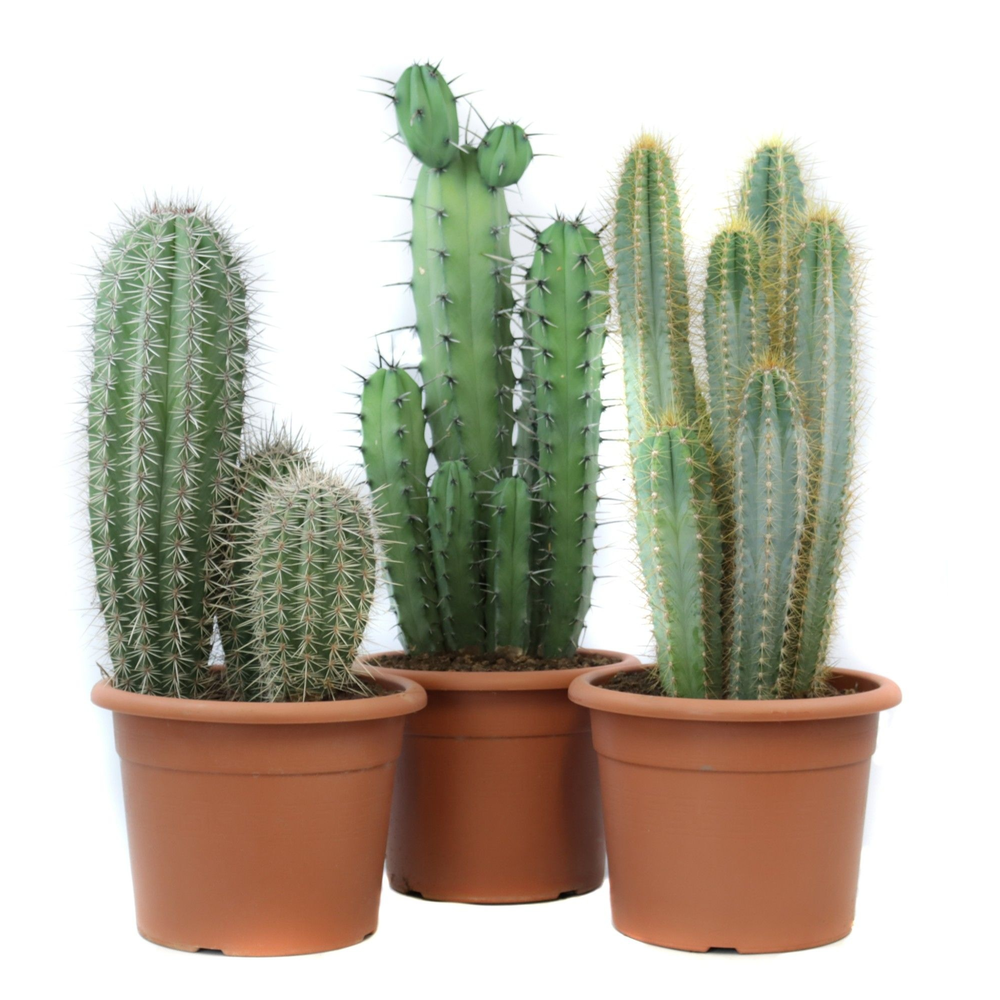 Cactus canarias 26 cm.