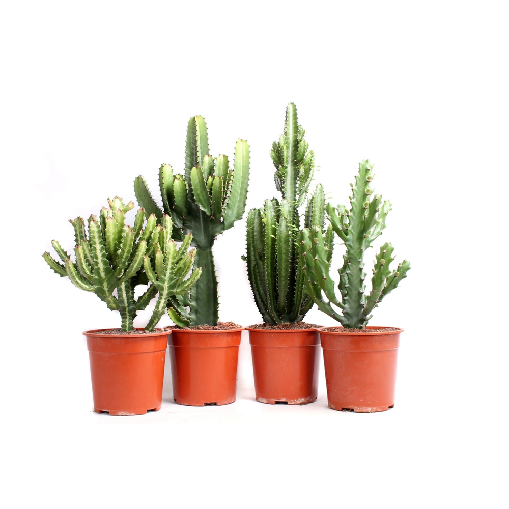 Euphorbia mix 21 cm.