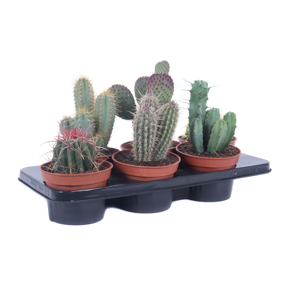 Cactus canarias 15 cm.