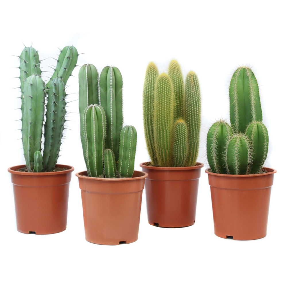 Cactus canarias 24 cm.