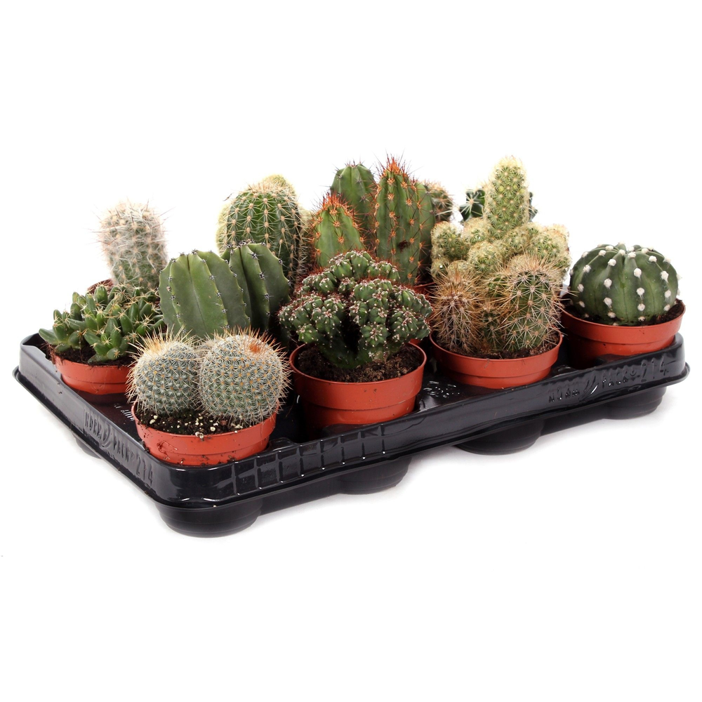 Cactus mix 8,5 cm.