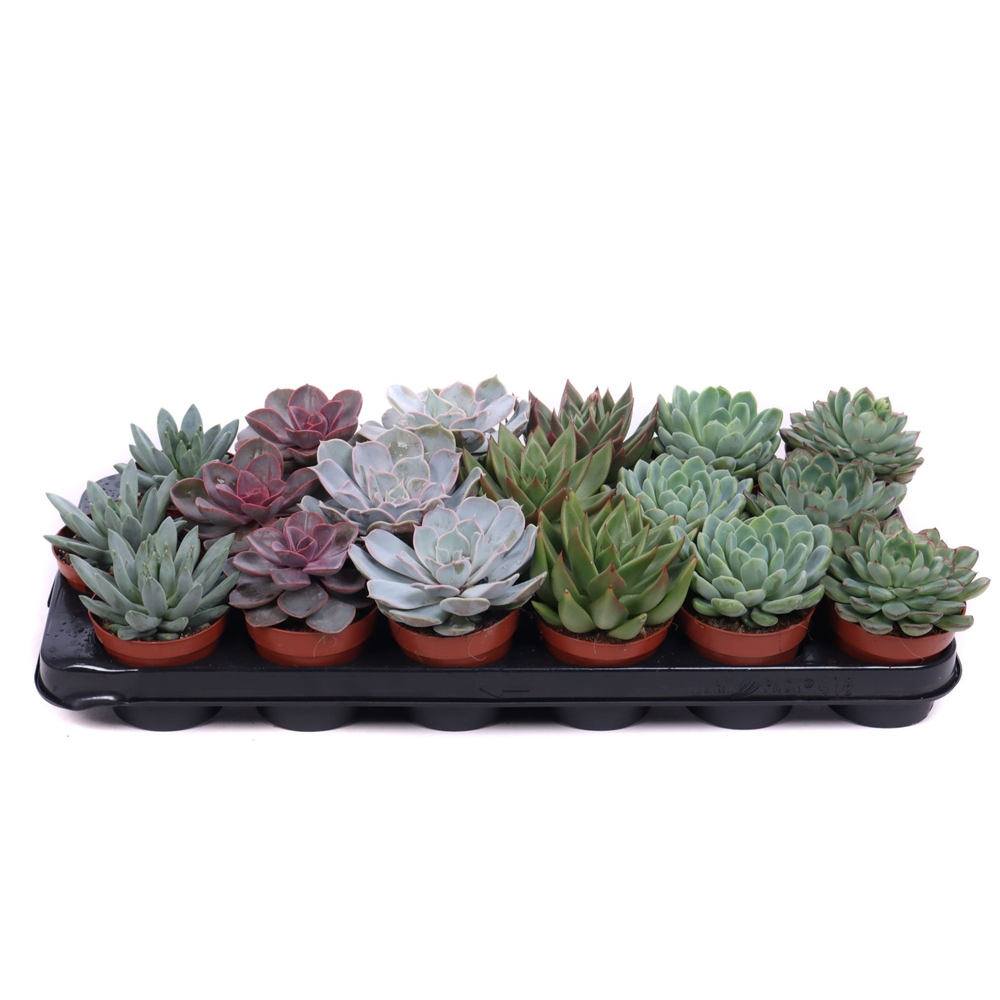 Echeveria mix 8,5 cm.