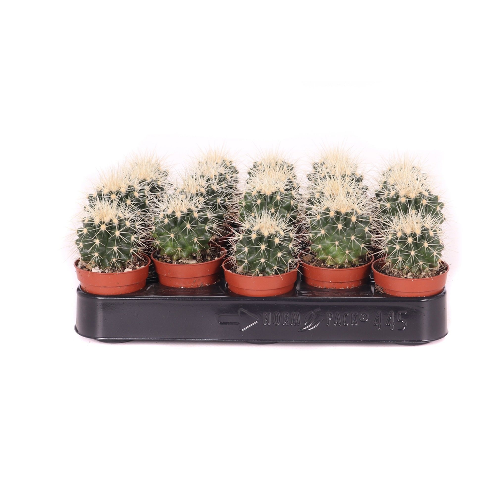 Echinocactus grusonii 5,5 cm.